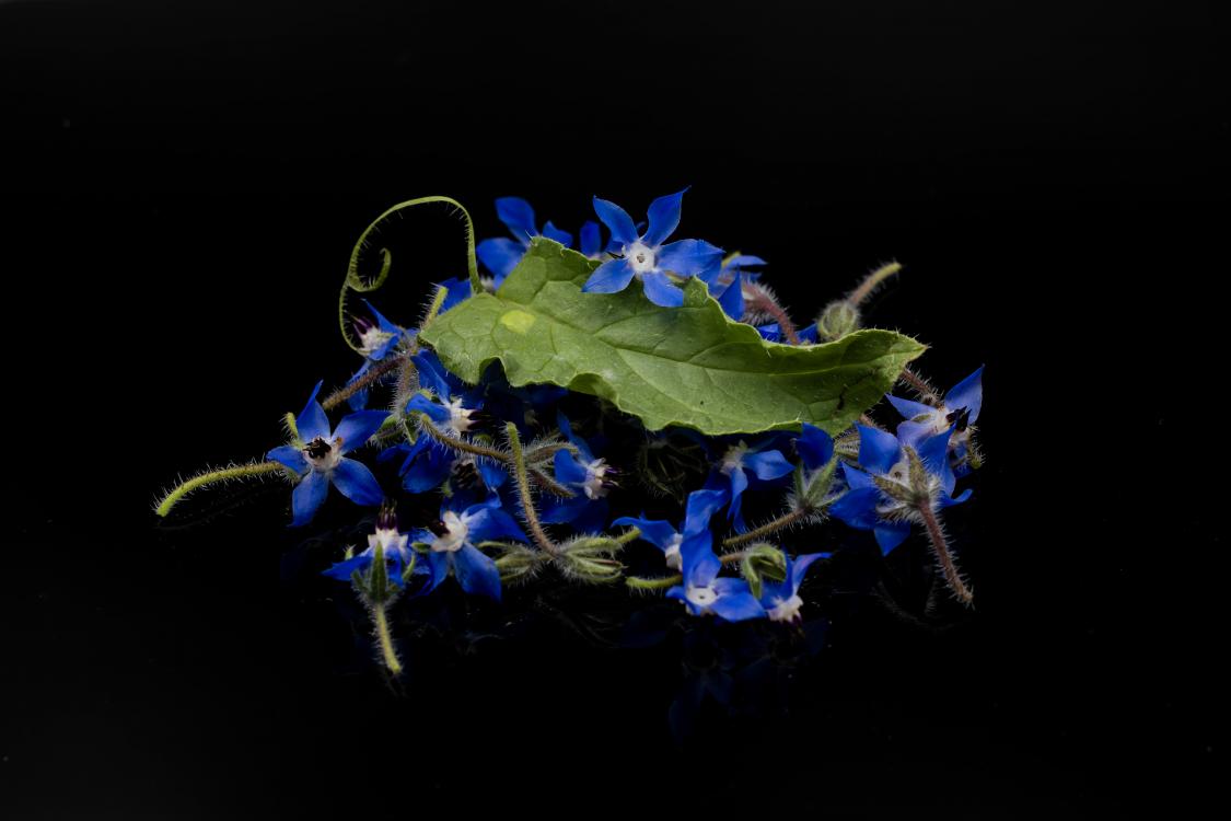 Les fleurs bleues de cette plante sont comestibles crues avec un parfait goût iodé qui agrémente parfaitement les salades.

Variété... 